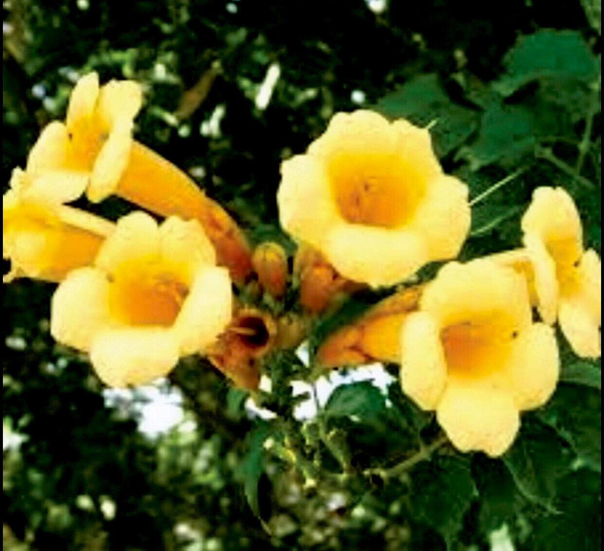 10 YELLOW HUMMINGBIRD TRUMPET VINE Flower Campsis Radicans Flava Climber Seeds