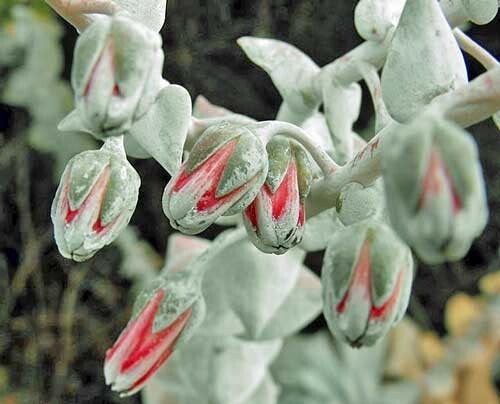 Dudleya pulverulenta ssp. pulverulenta | Chalk Liveforever | 20 Seeds