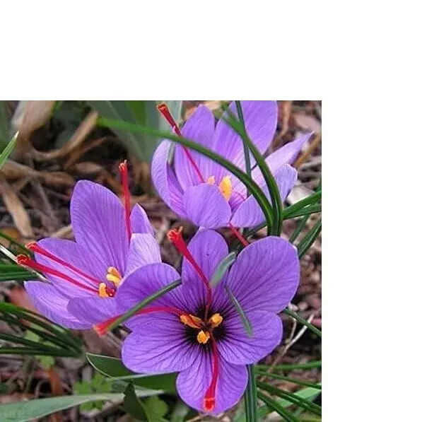 Saffron Crocus Corms for Planting – 10 Large Corms – Purple Blooms – Perennial B