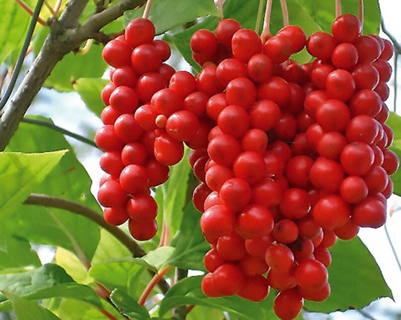 Chinese Magnolia, Schisandra chinensis, Vine Seeds