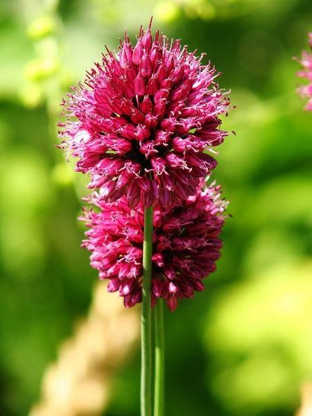 Allium sphaerocephalon | Round-headed leek or garlic | Ball-head Onion | 10 Seed