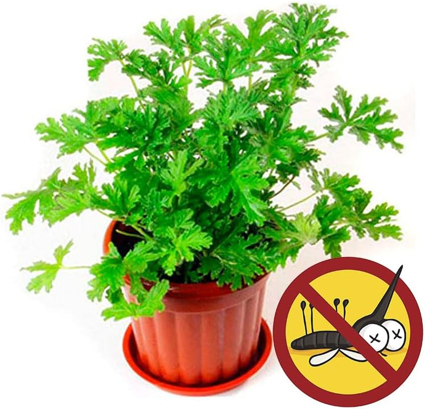 1500 Citronella Plant Seeds Non-Gmo Citronella Plant Seeds Home Heirloom Garden