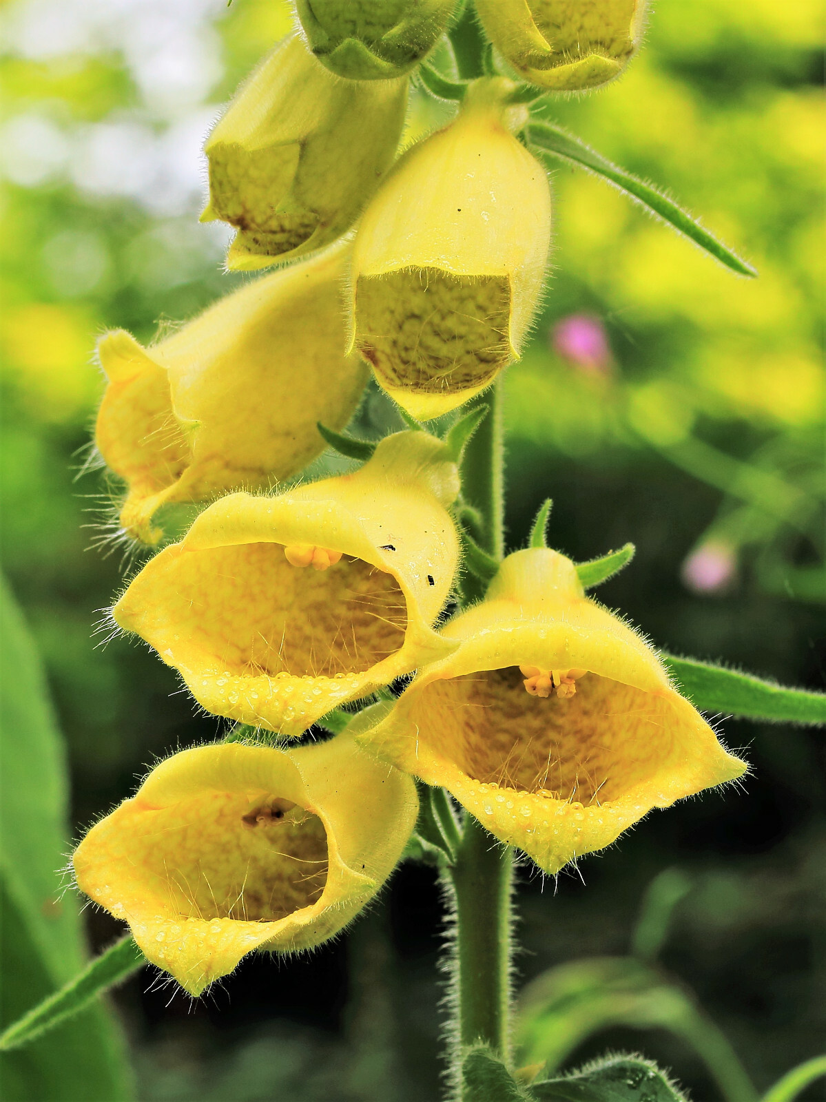 100 YELLOW FOXGLOVE Digitalis Grandiflora Sun or Shade Pollinator Flower Seeds