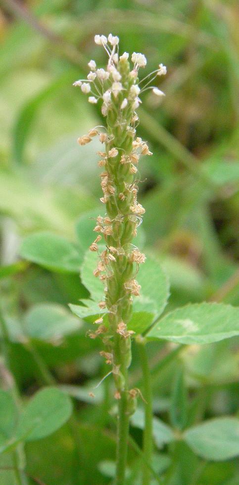 1000 Chinese Plantain – Plantago asiatica – Medicinal