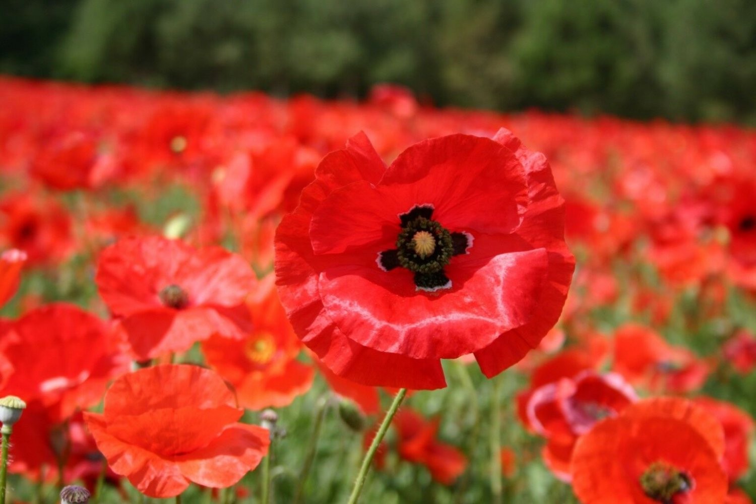 250,000 Corn Poppy Seeds – Flanders Poppy – Papaver Rhoeas – Bulk Pack 1.5 Ounce