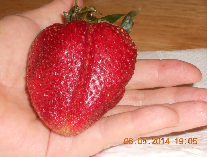 Strawberry “Gigantella Maxim” 100+ seeds for propagation