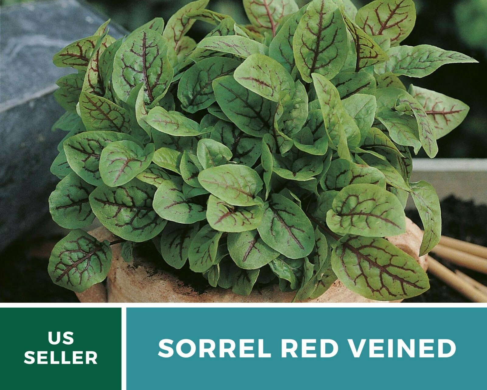 Sorrel, Red Veined – Heirloom Seeds – Culinary Salad Green (Rumex sanguineus)