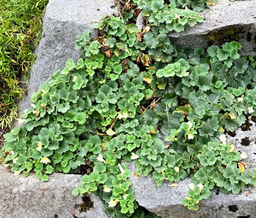 SNAPDRAGON CREEPING Asarina Procumbens – 500 Bulk Seeds