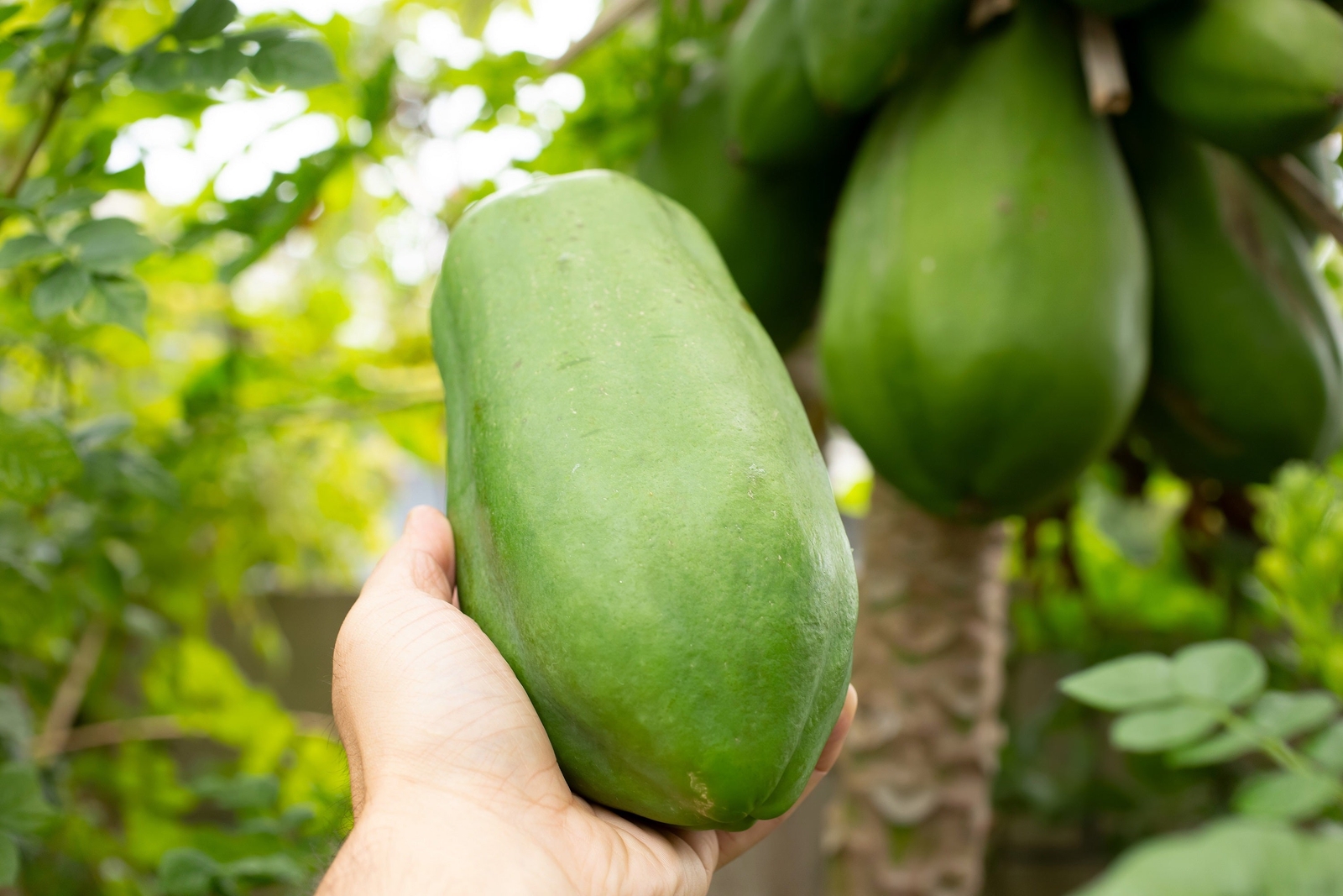 30 PAPAYA MELON Fruit TREE Carica Papaya Seeds
