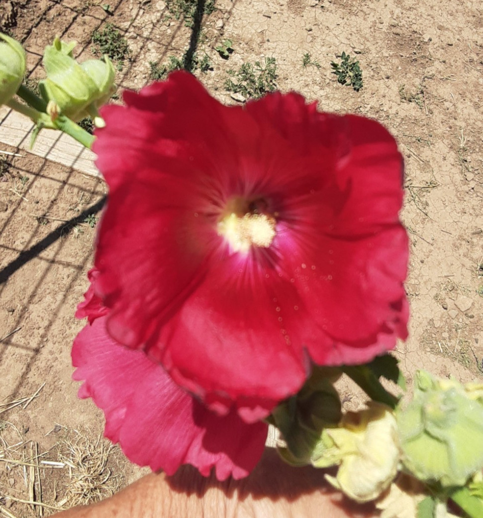 200+ Hollyhock seeds – Red, Perennial, 2nd Gen. Dry + high elevation HARDY