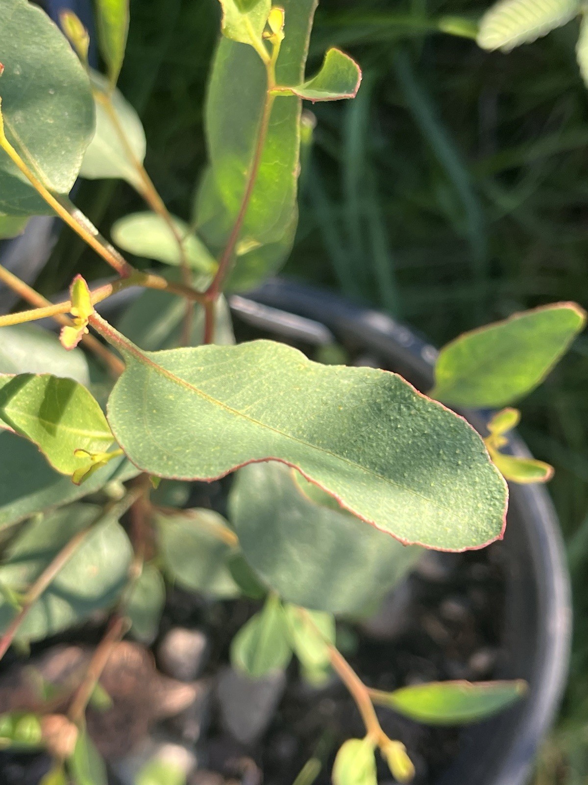Eucalyptus cernua Seeds – ‘Red flowered Moort’