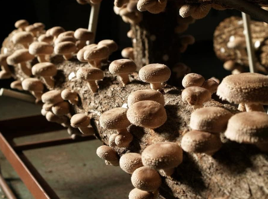 100pcs Non GMO Shiitake Mushroom Mycelium Seeds, Spores Spawn for Planting