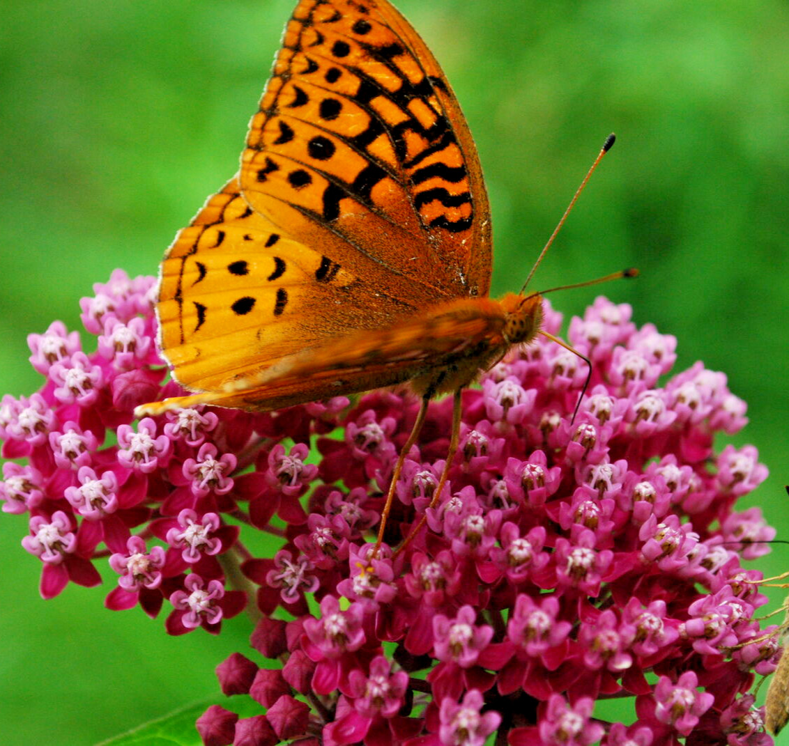 500 SWAMP MILKWEED Seeds (Asclepias incarnata) Perennial Butterfly Garden Flower