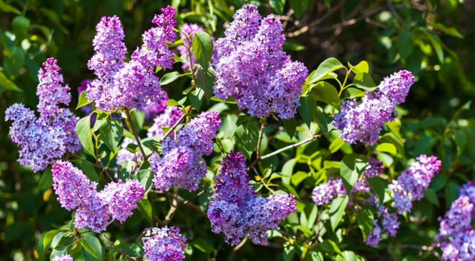 Purple Lilac 3-4 year old plant, Syringa vulgaris (Common Lilac), Bare root