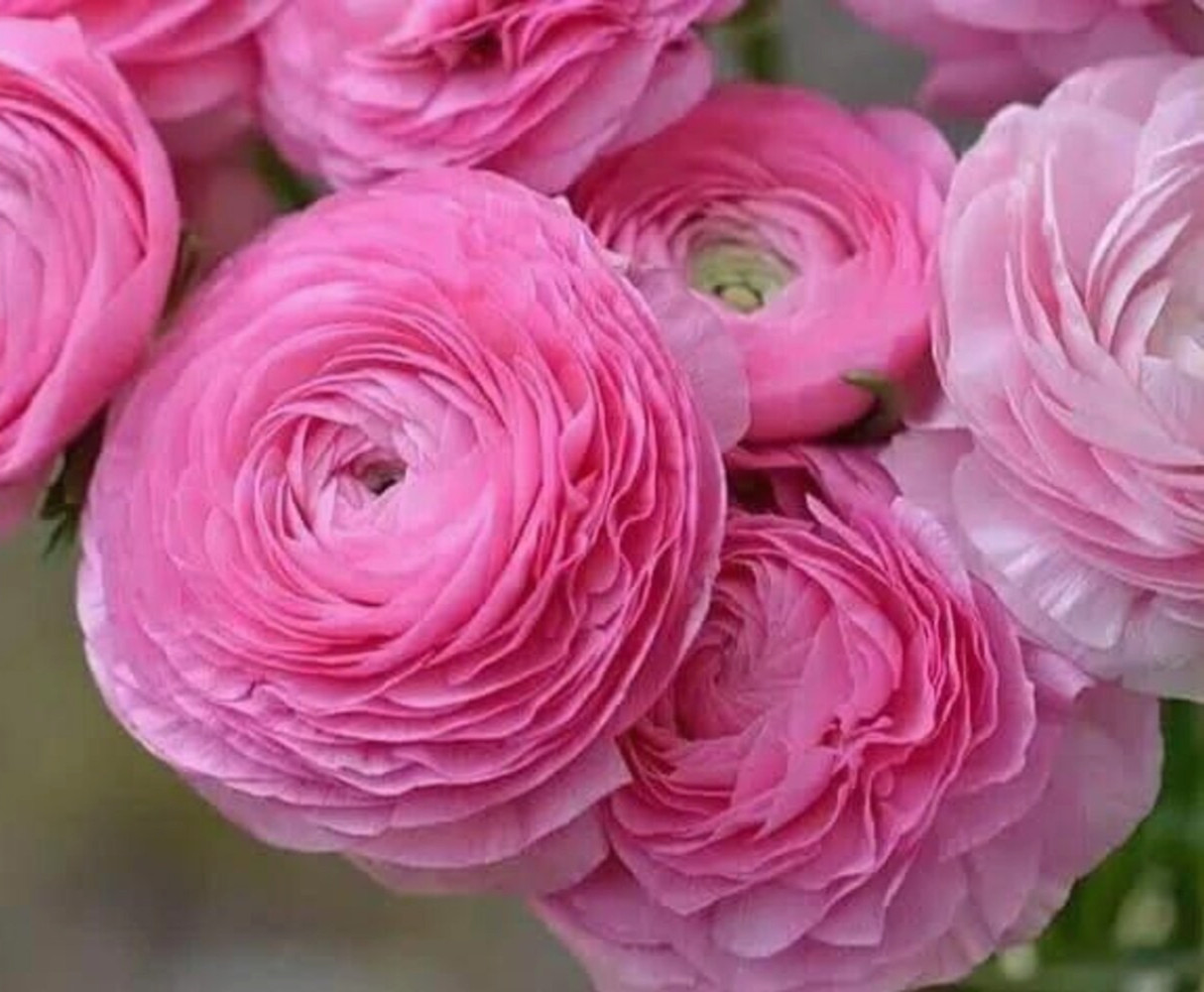 Ranunculus Flower Bulbs 12 Rainbow Mix Corms Peony Rose Butterfly Garden Flowers