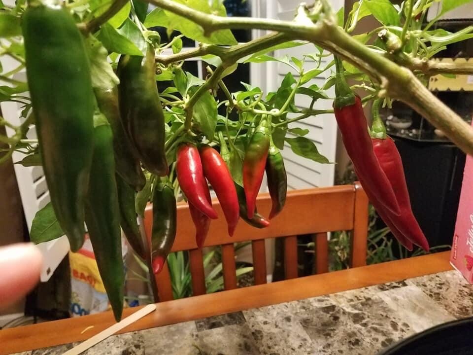 Organic Sweet Paprika PEPPER, Fuscher Paprika -30 Heirloom Seeds