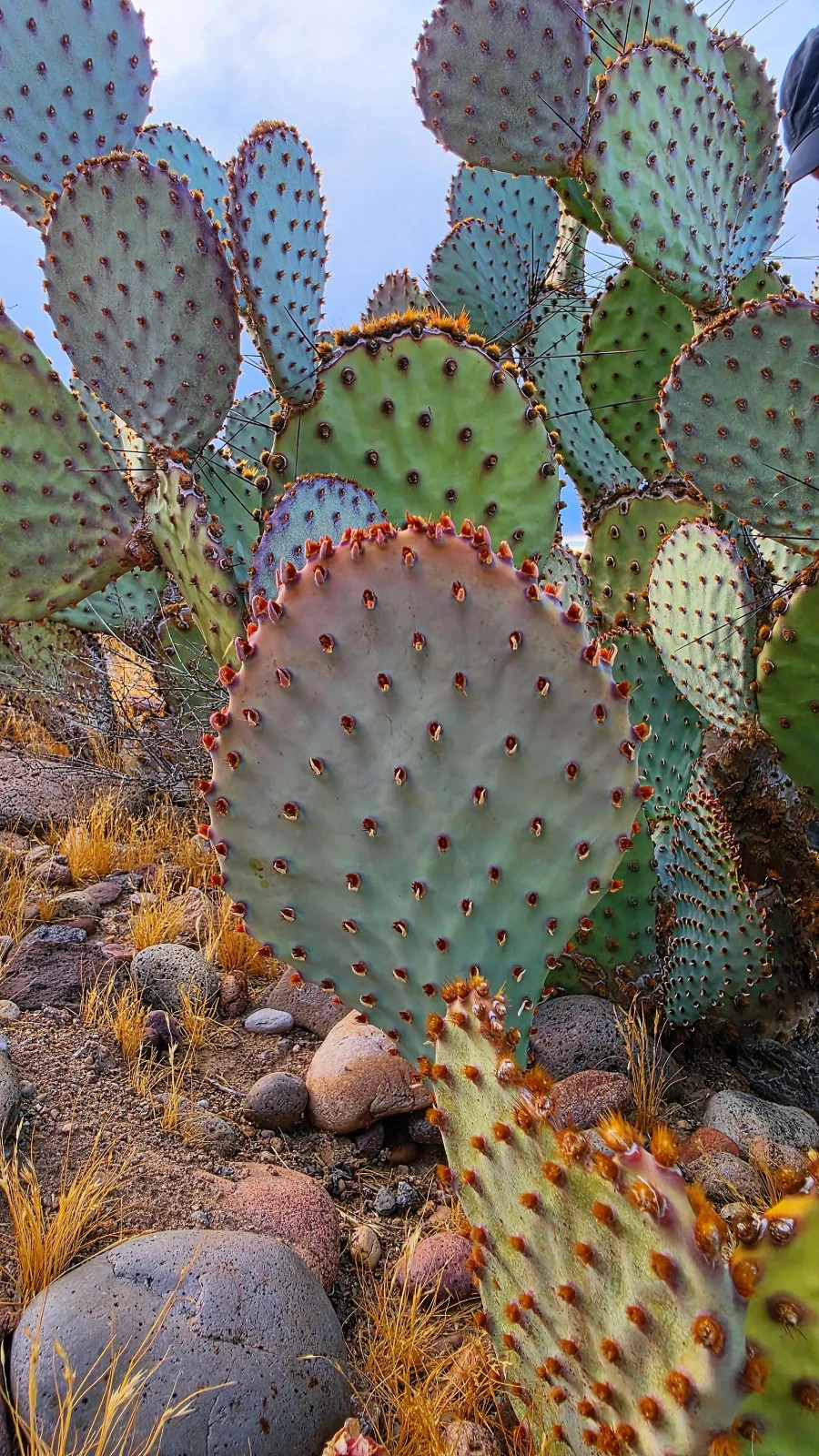 2 Opuntia rufida Cactus: Blind Prickly Pear, Sunset Red-Brown Glochids 3-5″ pad
