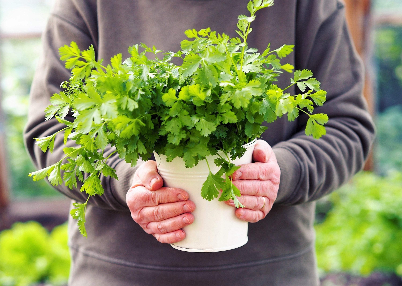 25 Organic DWARF LEMON CILANTRO Coriander Spice Coriandrum Sativum Herb Seeds