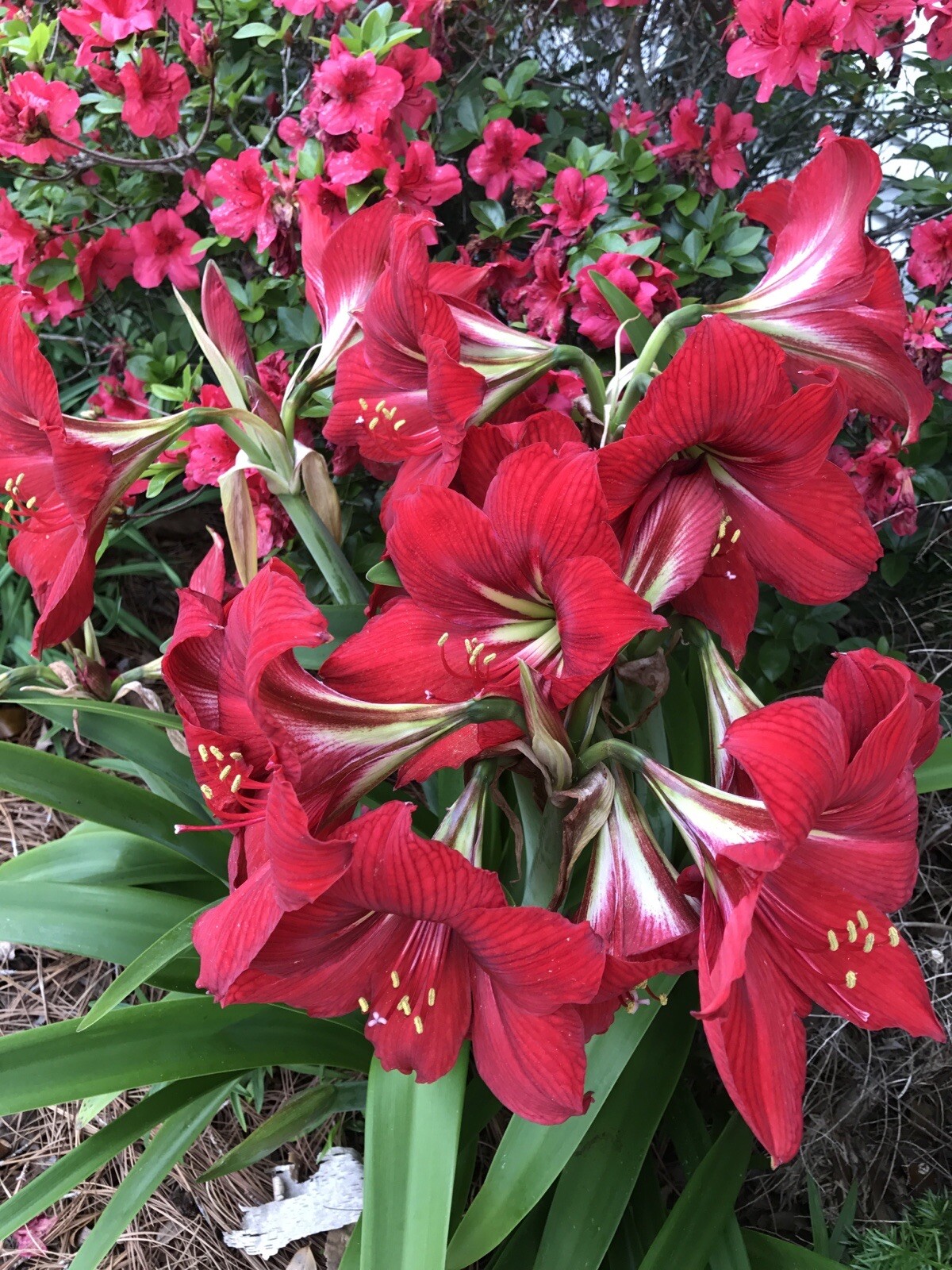 30+ SEEDS BEAUTIFUL !!!! Red Giant Amaryllis Hippeastrum