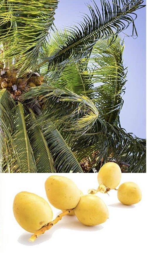 Dates Seeds Honey Sweet Dates. 100% Strong Sprout 20 seeds