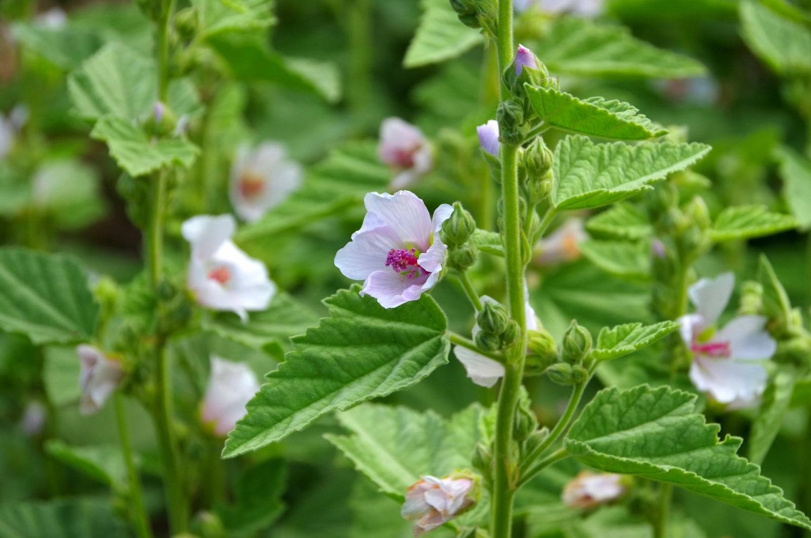 Smoke Camp Crafts Marshmallow Herb Plant Seeds (Althaea officinalis) 250 Seeds