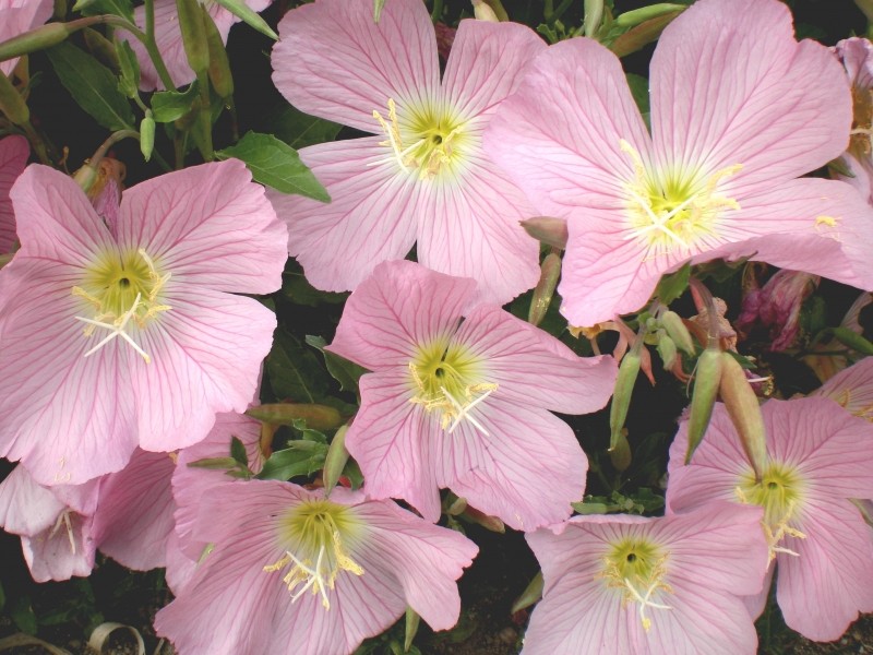 501+SHOWY Mexican EVENING PRIMROSE Seeds Groundcover Container Flower Garden
