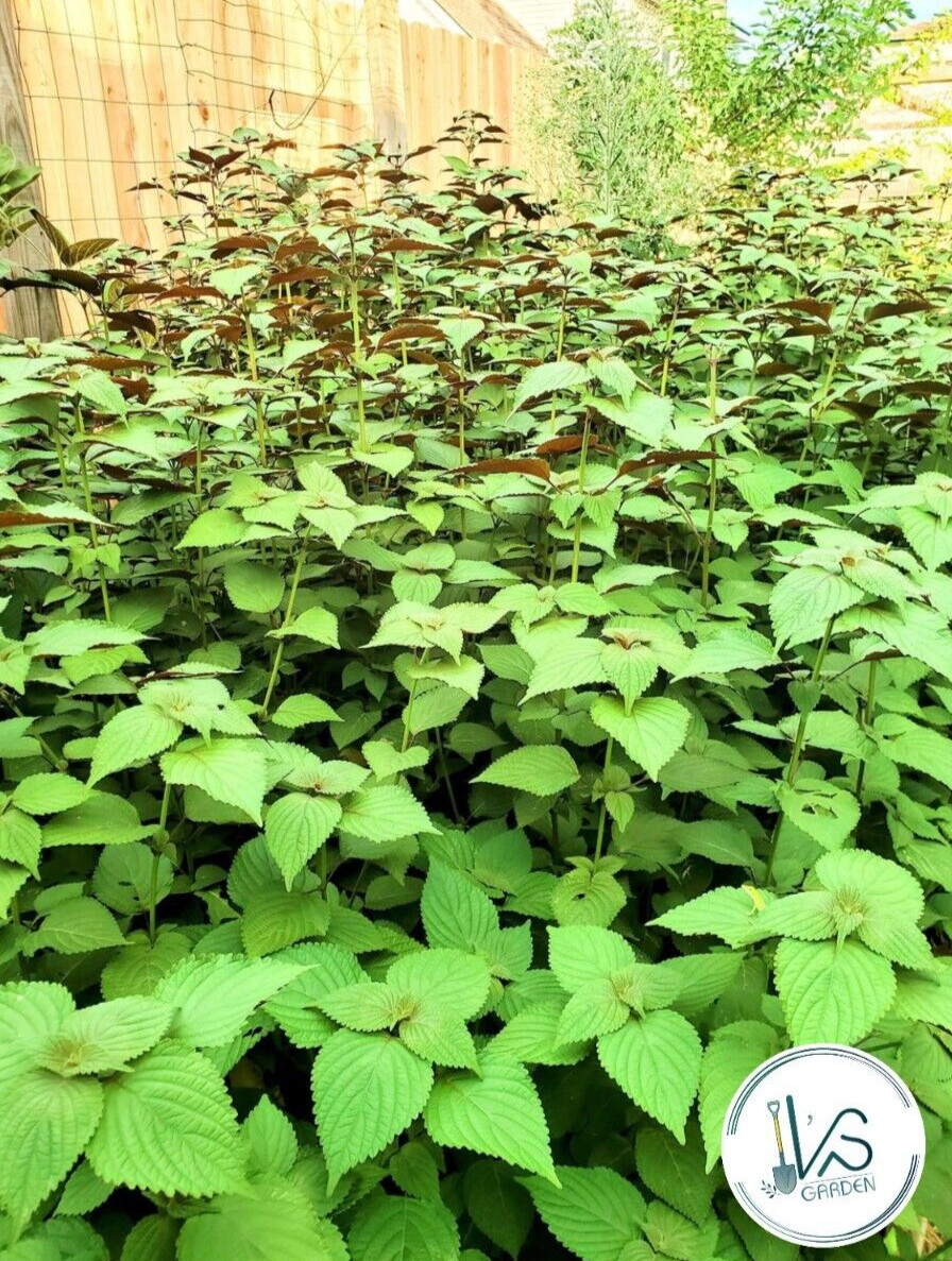 SHISO, PERILLA, ZISU SEEDS, HẠT TÍA TÔ (700+ pcs)