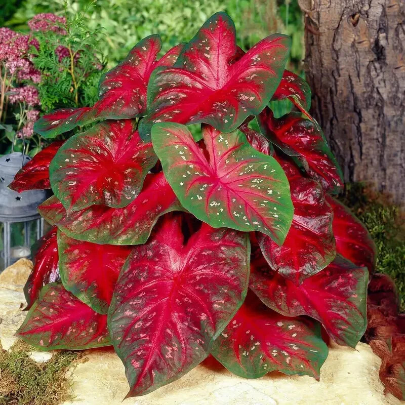 10 Pcs Hosta Seeds Bonsai Seeds Home Perennial Flowers