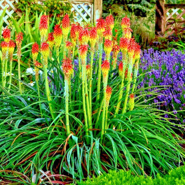 20 “RARE DWARF” FIRE DANCE Torch Lily Flower Seeds Kniphofia hirsuta Hardy Plant