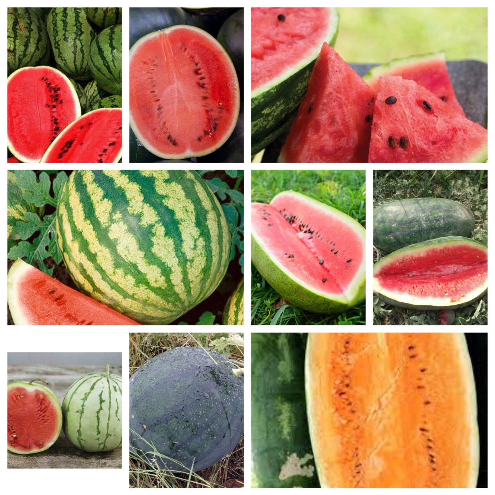 Watermelon Seeds Collection, NON-GMO, 9 Varieties, Heirloom, FREE SHIPPING