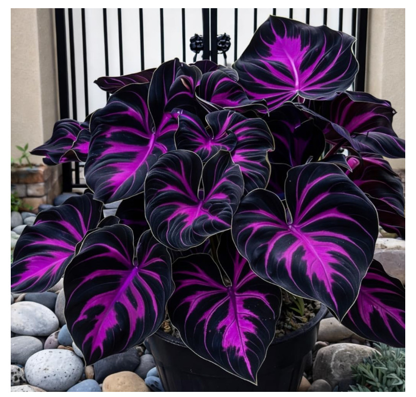 308 Hosta Seeds Rare Perennial Shade Plants Lush Foliage Garden Grow