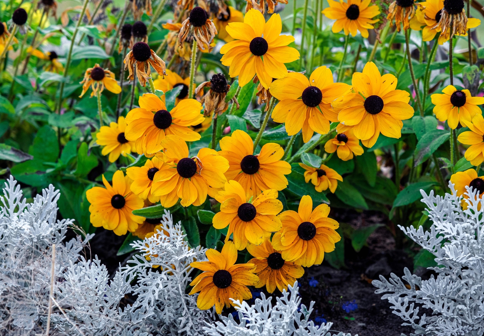 250 Dwarf MARMALADE RUDBECKIA Hirta Black Eyed Susan Gloriosa Daisy Flower Seeds