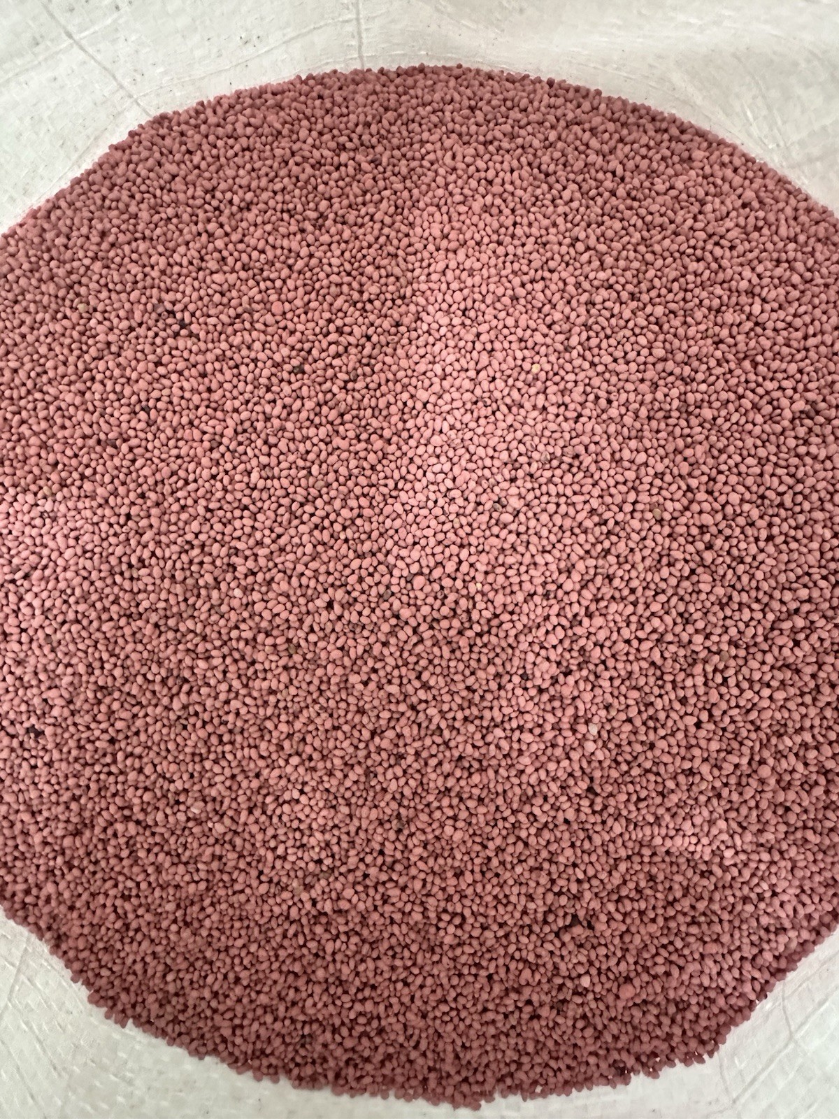 1 LBS Red Clover FOOD PLOT SEED, Deer, Turkey, Wildlife, Livestock