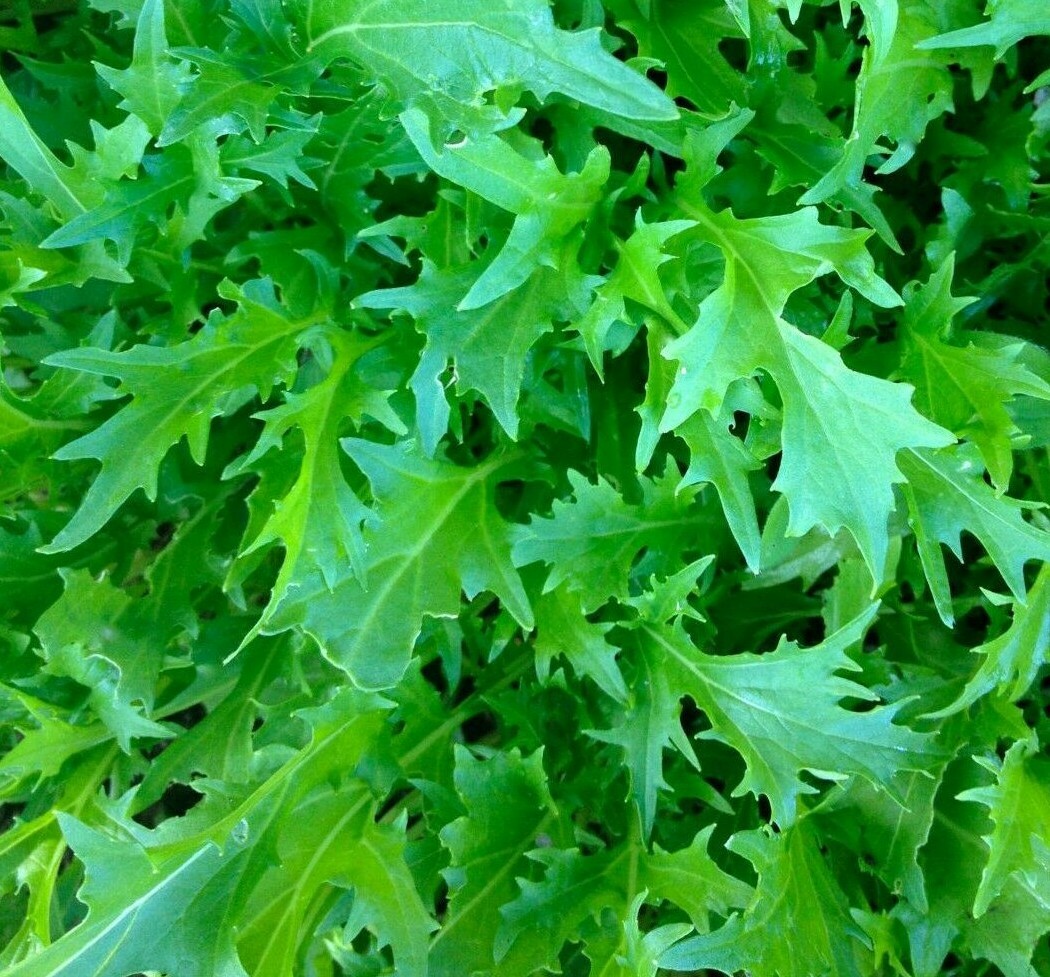 MIZUNA MUSTARD SEEDS 300+ Asian Culinary GARDEN micro-greens FREE SHIPPING