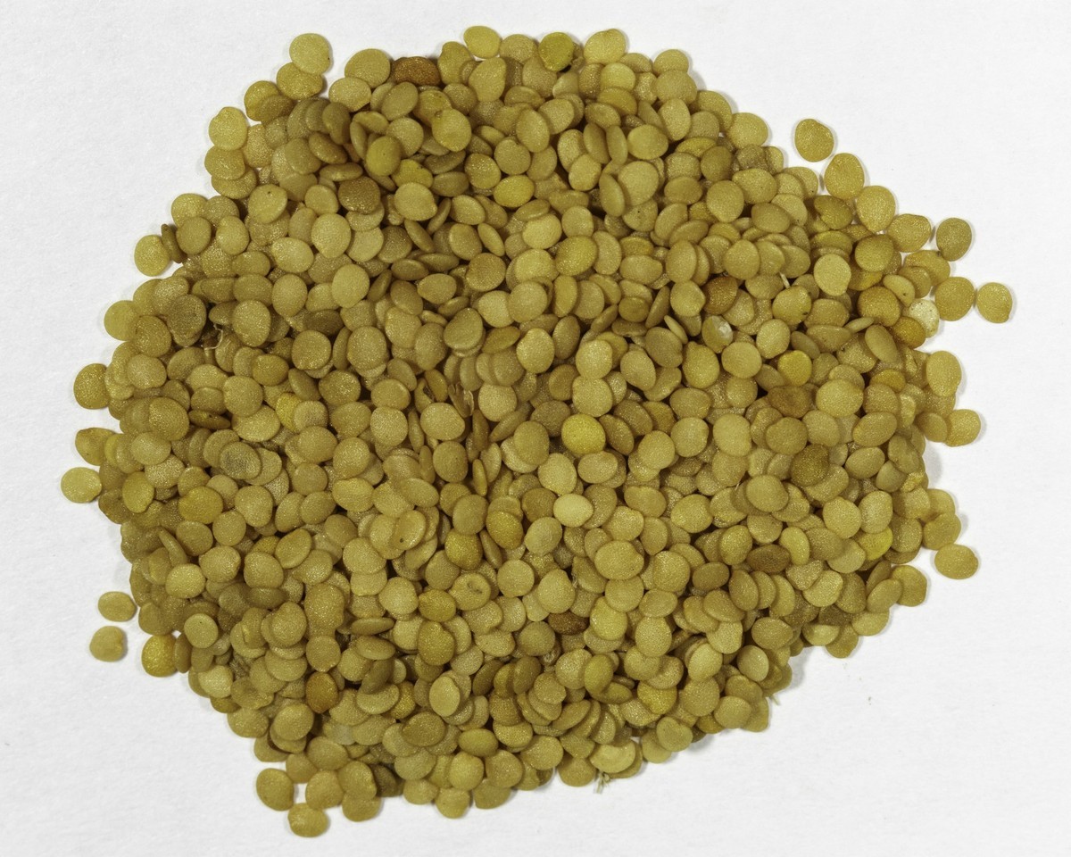 125+ Grande Rio Verde Tomatillo Seeds – Large Green Fruit – Heirloom, Non-GMO