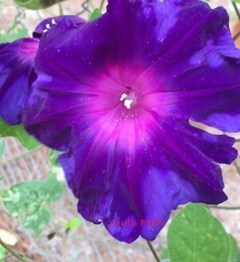 Blue Flame Japanese Morning Glory Seeds – ipomoea NIL – 6 seeds