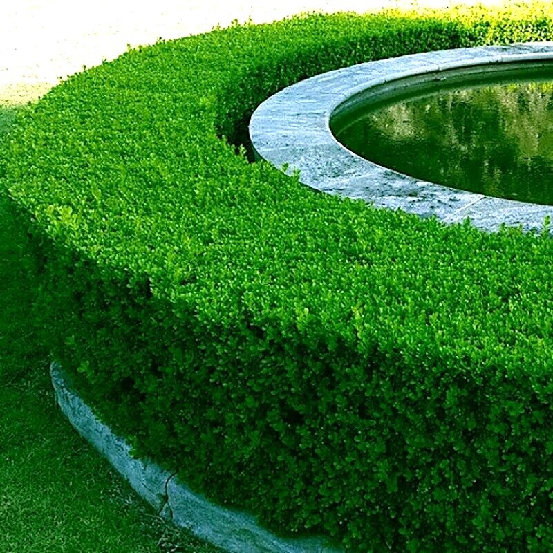 Common English Boxwood Tree Seeds (Buxus sempervirens) Hardy Landscaping Shrub