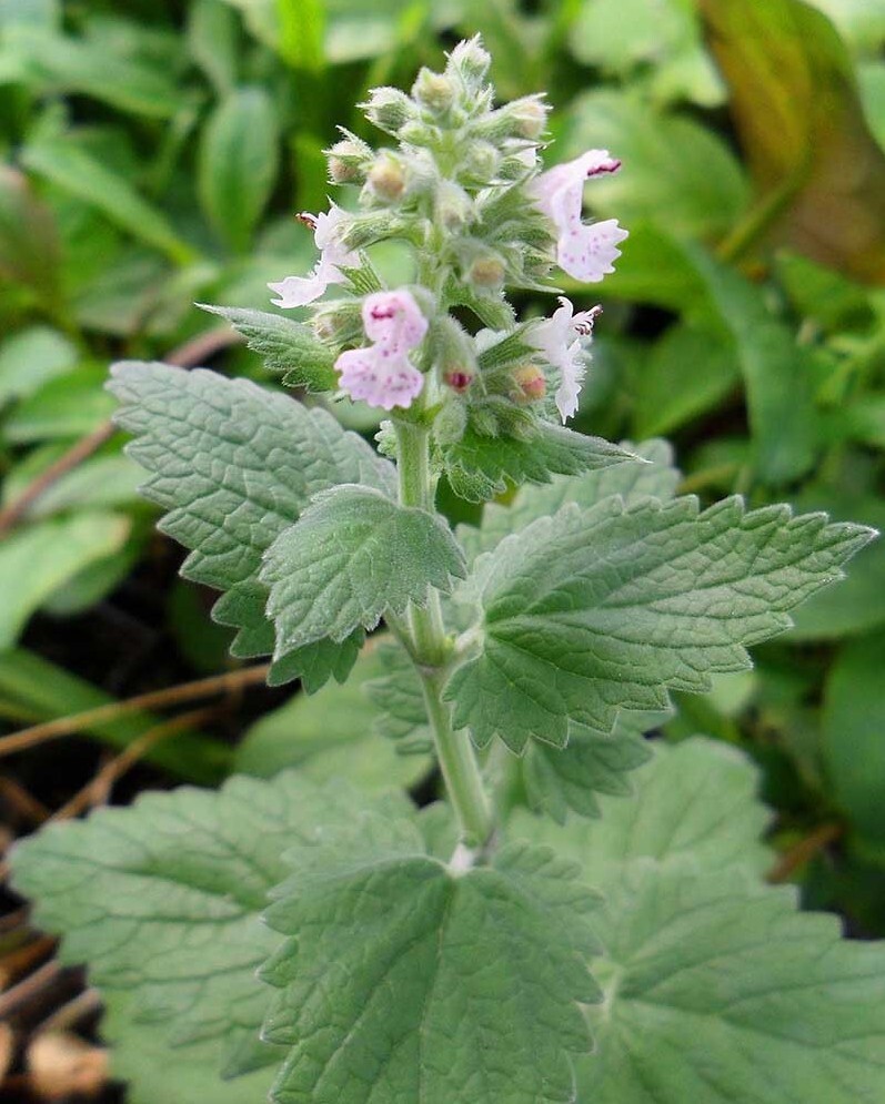 Catnip Seeds (Nepeta cataria), Organic