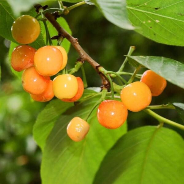 Yellow Jamaican Cherry Tree Muntingia calabura ~ Rooted Starter Plant