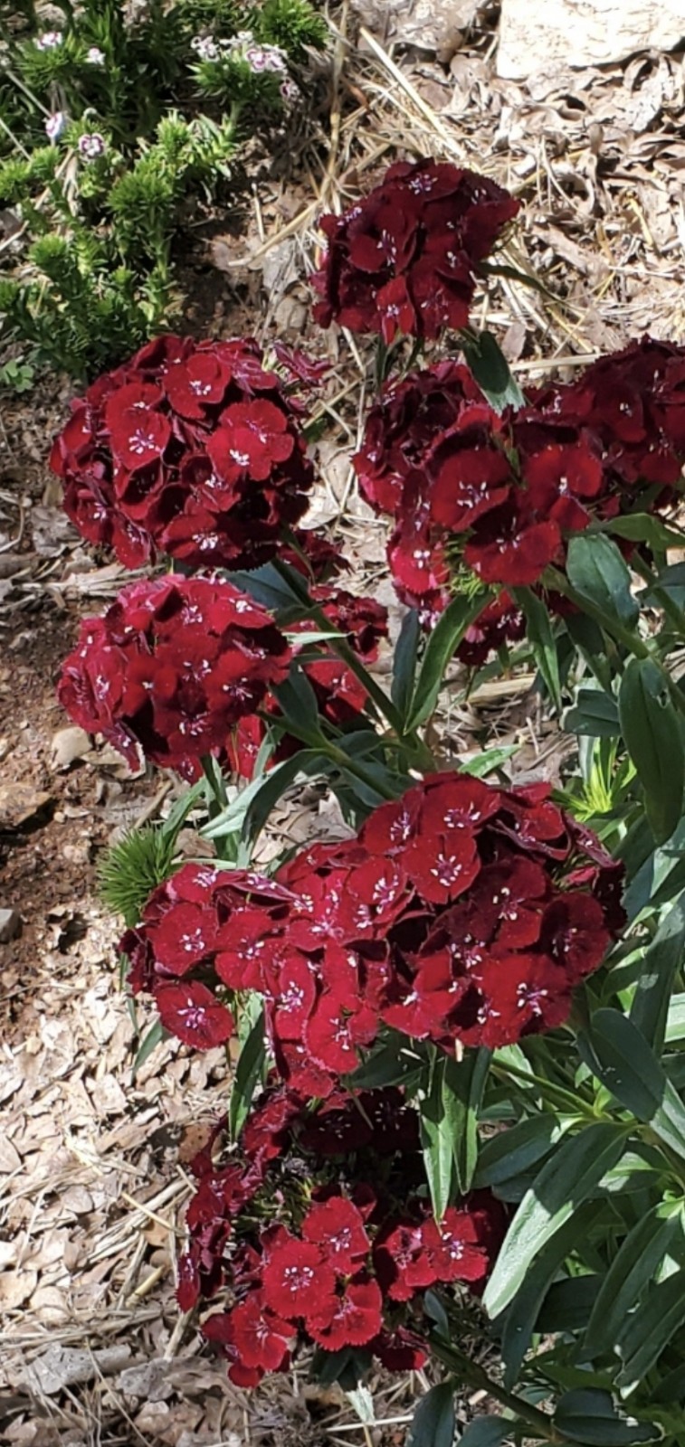 Dianthus Barbatus Sweet Black Cherry 30 seeds-2025 Harvest