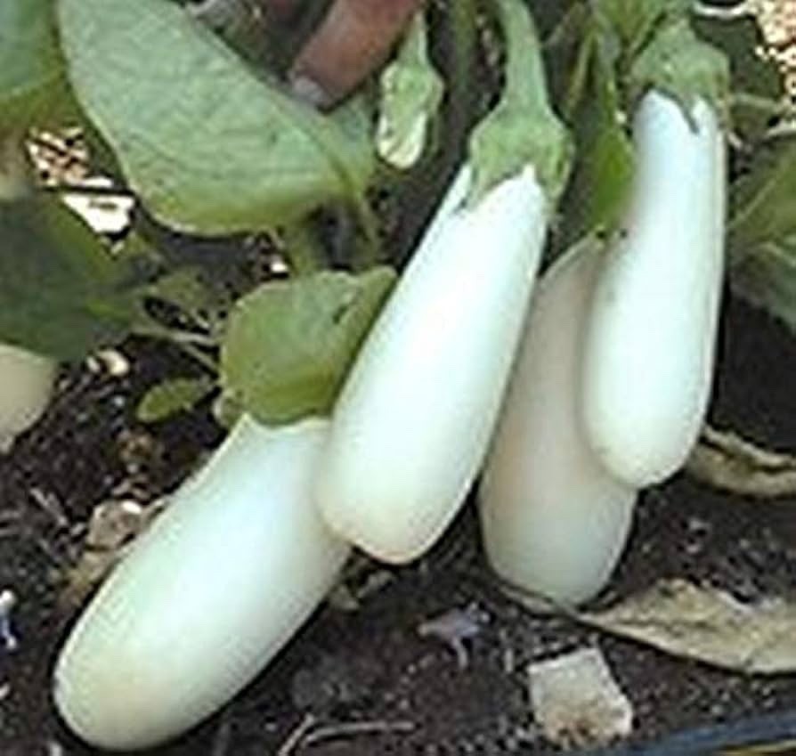Organic Thai Long White Eggplant, Long Snowy White Eggplant . 100++ Seeds