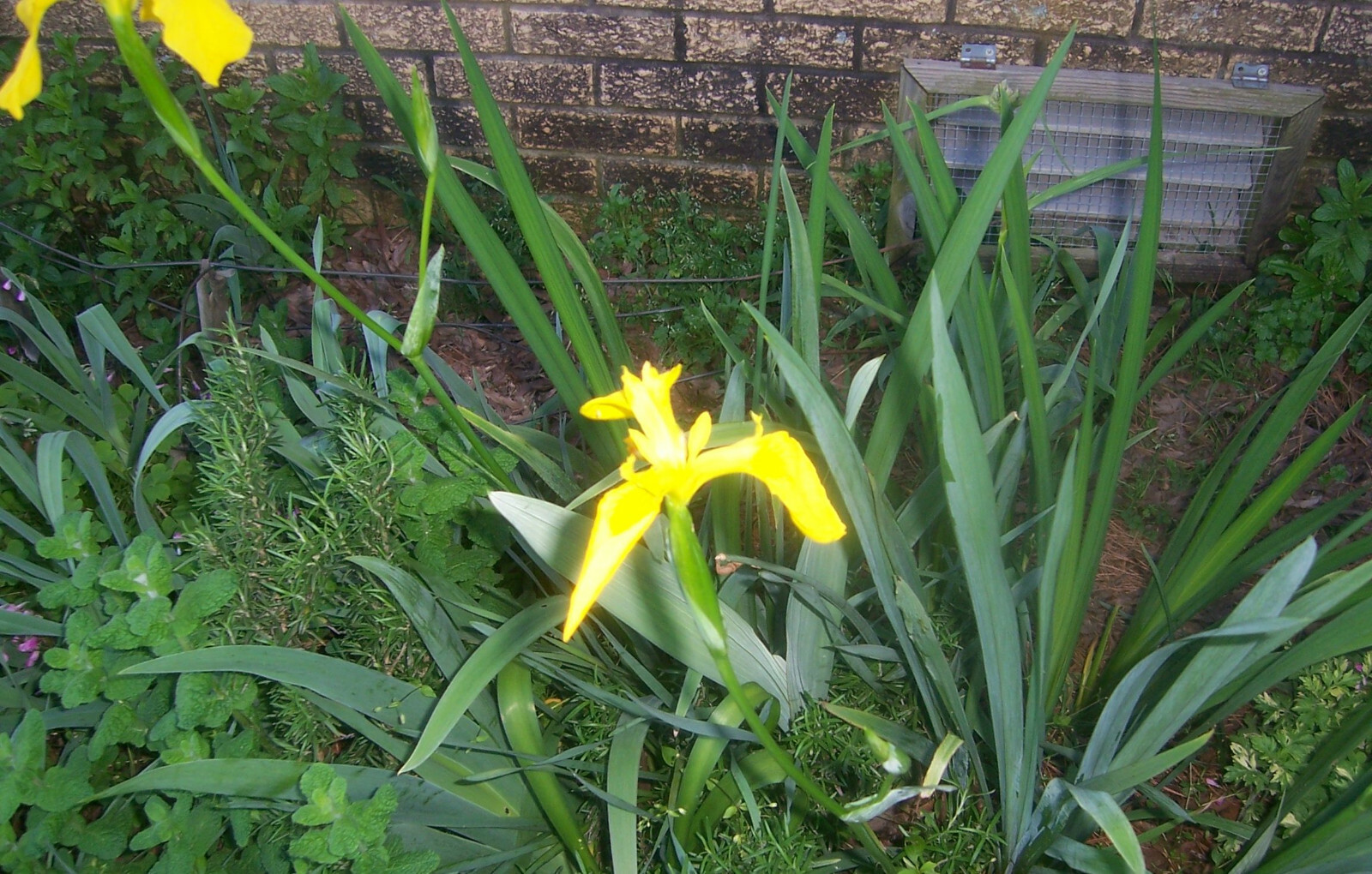 Yellow Flag Iris “Iris Pseudacorus” -2 Bulbs