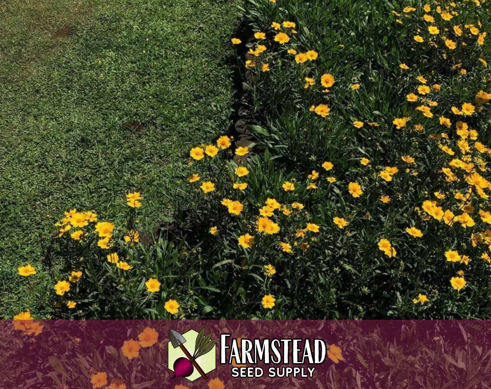 1,100+ Coreopsis [Lance-Leaf] Seeds | Native Perennial Wildflower, Tickseed