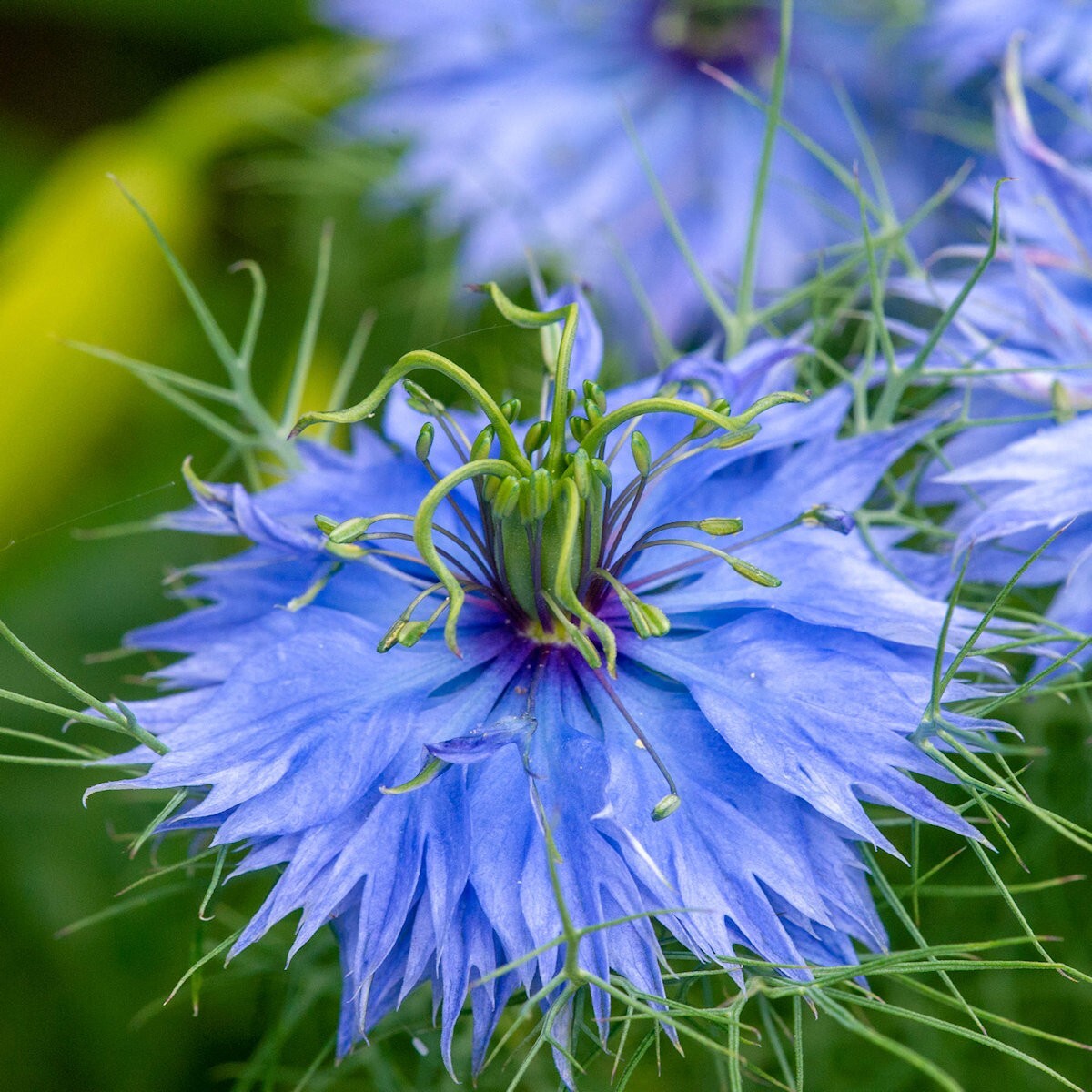 2000 Love In A Mist Wildflower Seeds – Everwilde Farms Mylar Seed Packet