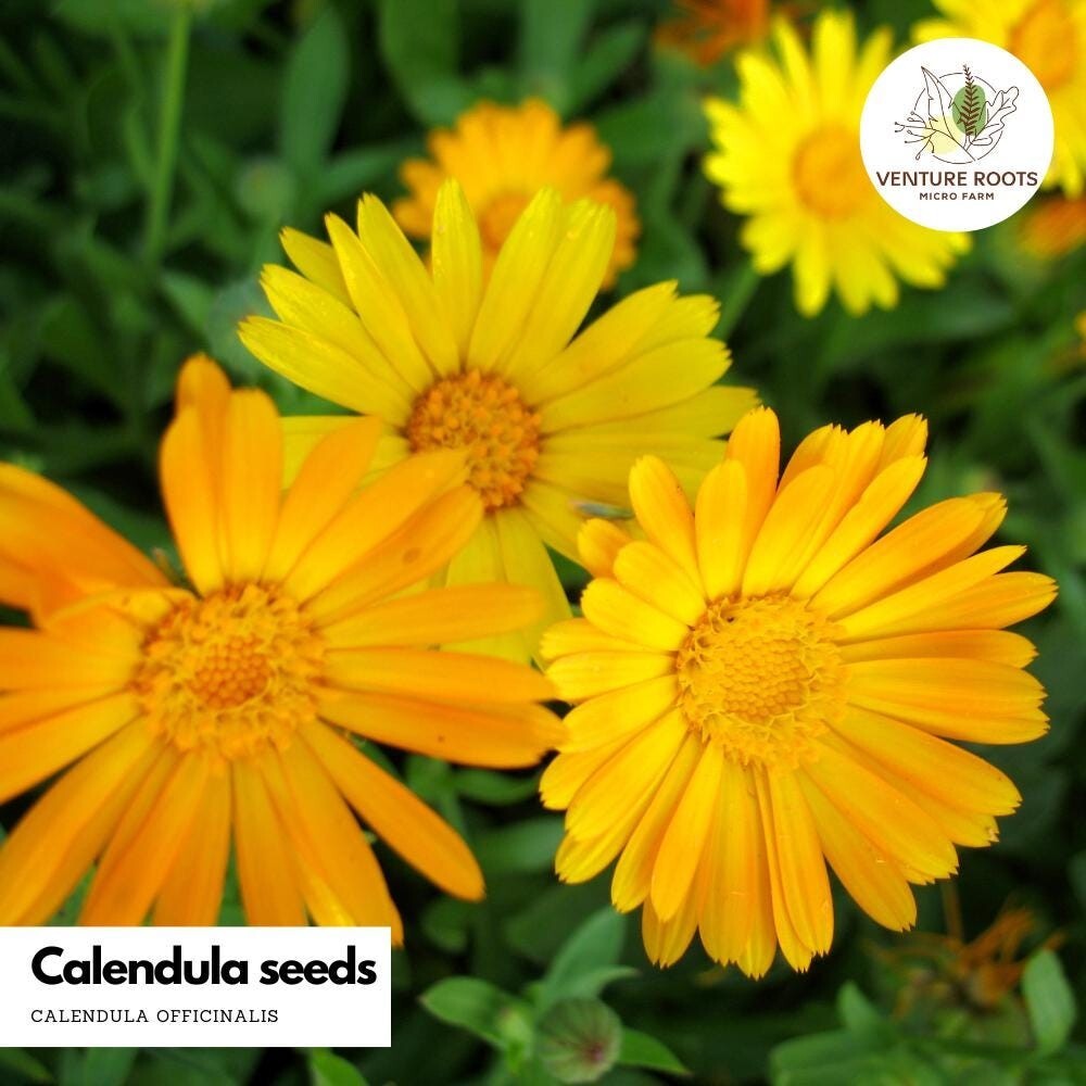 Calendula seeds (Calendula officinalis) – Seeds, Non-GMO, Open – Pollinated