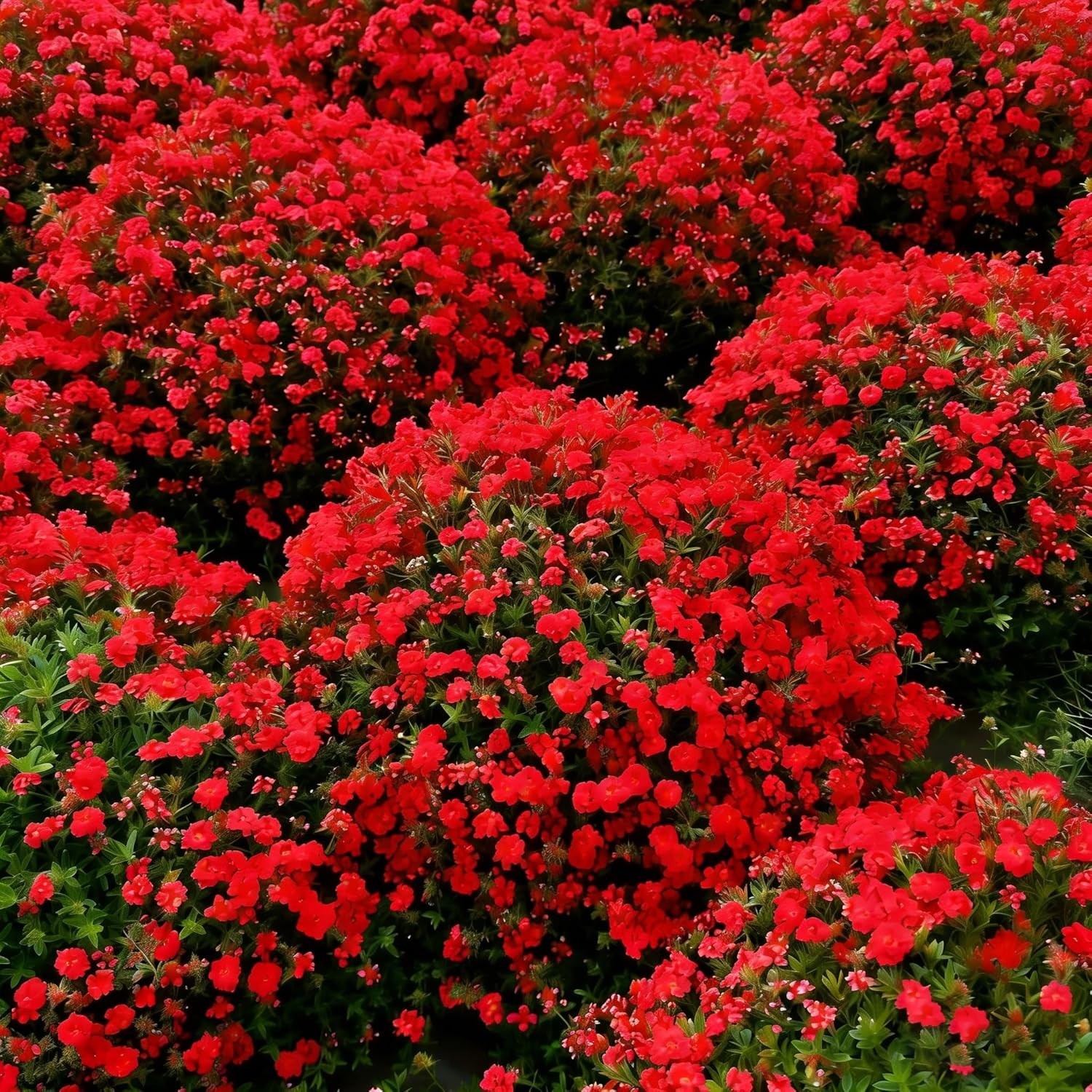Red Creeping Thyme Flower Seeds for Planting, 20010+pcs Perennial Creeping Wi…
