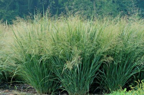 1000+ SWITCH GRASS Seeds Native Prairie Tall Grass Clumping Ornamental Perennial