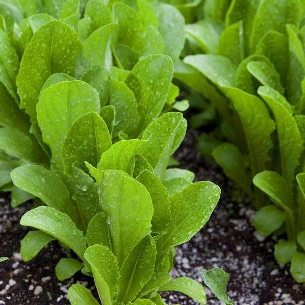 Lettuce Seeds, Parris Island Romaine Lettuce Seeds ,”COOL BEANS N SPROUTS” Bran
