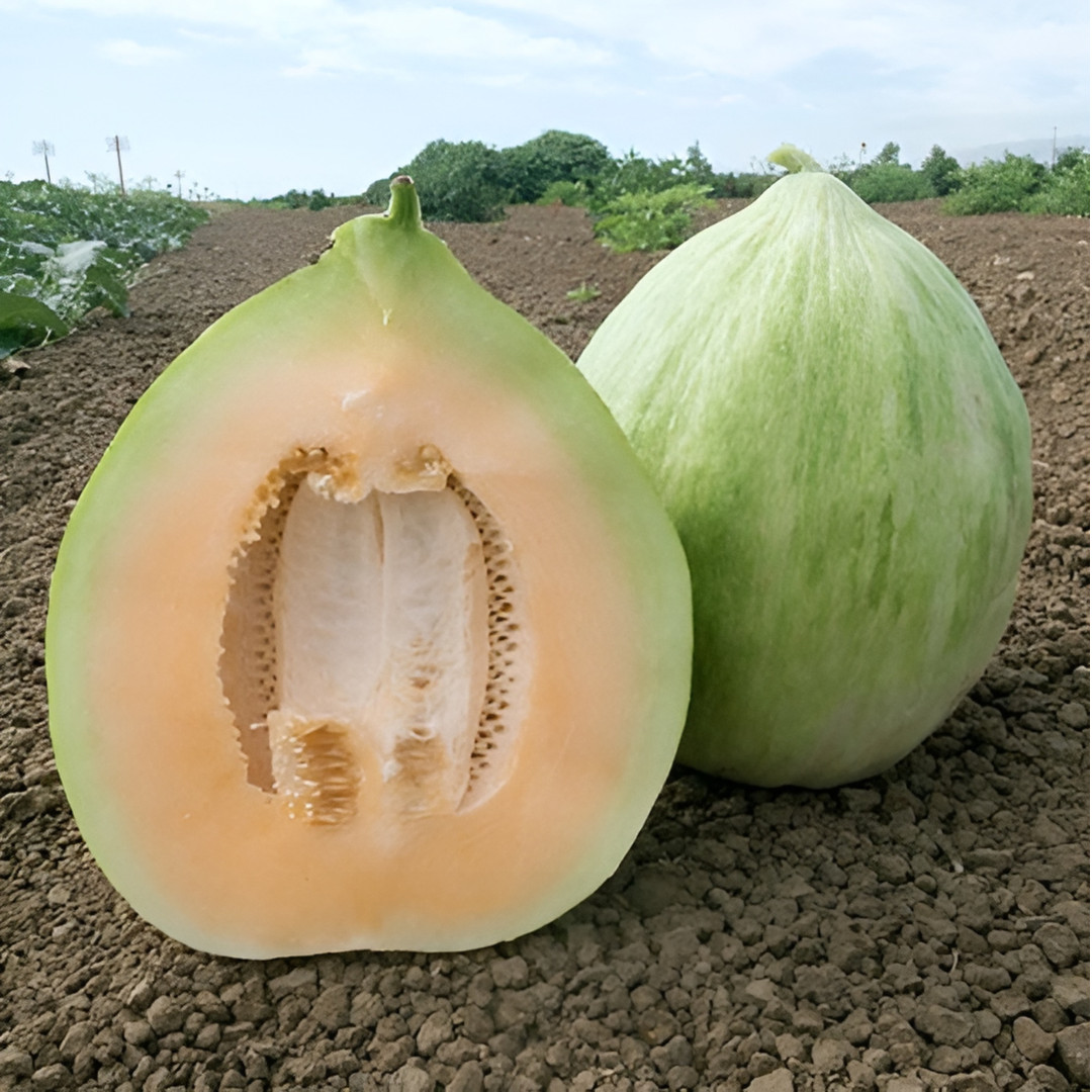 Fresh Delicious Crenshaw Melon Seeds | White| Heirloom Non-GMO | Fruit Seeds