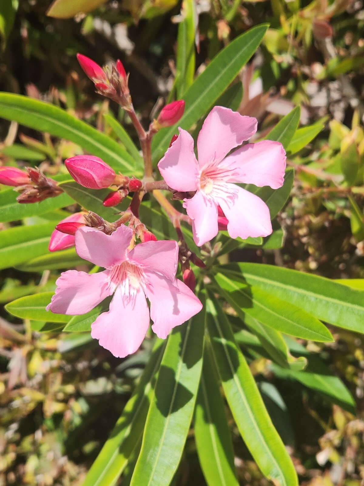 PINK OLEANDER, NERIUM OLEANDER, EXOTIC PLANT TREE (60 2024 Seeds) (08)